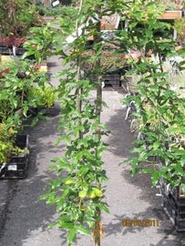 Laburnum alpinum Pendulum RIIPPAKULTASADE